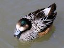 Chiloe Wigeon (WWT Slimbridge April 2013) - pic by Nigel Key